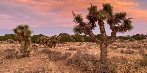 Western Joshua Trees Receive Temporary Protection Under  the California Endangered Species Act
