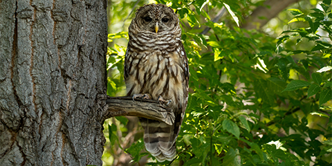 Critical Habitat Designation Regulation Change Proposed