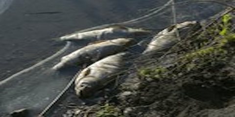 Best in Law: Get Out in Front on Possible Environmental Violations