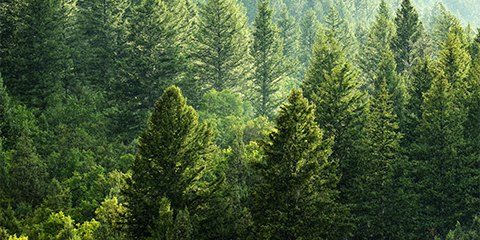 CEQA Document Filing Fees Increase for 2021