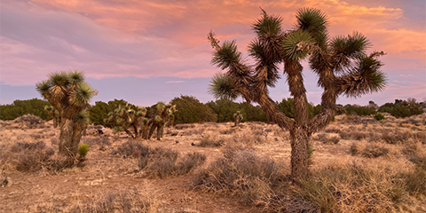 Western Joshua Trees Receive Temporary Protection Under  the California Endangered Species Act thumbnail