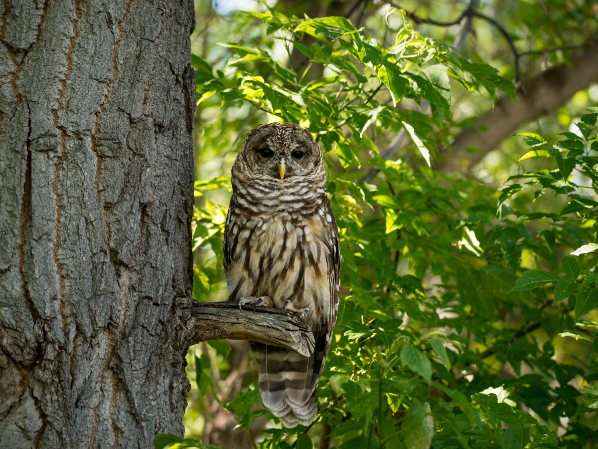 Critical Habitat Designation Regulation Change Proposed