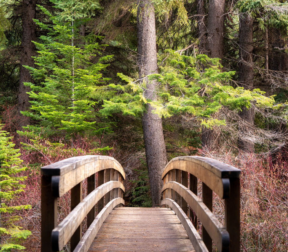 Bridge crossing into a wooded area.