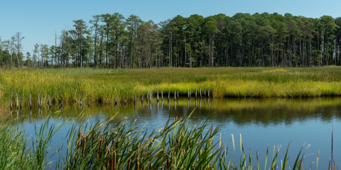 U.S. Supreme Court Removes Federal Clean Water Act Protections and Permitting Requirements from Most U.S. Wetlands thumbnail